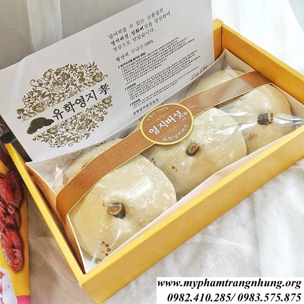 nam-linh-chi-geumsan-ngan-ngua-ung-thu